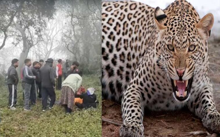 हिमाचल में आदमखोर तेंदुए का आतंक: छह लोगों पर किया हमला! एक ने गवाई जान, पांच अस्पताल में भर्ती