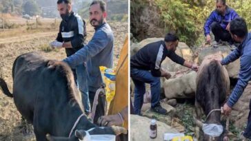 Himachal Crime News: शरारती तत्वों ने चार लावारिस बैलों को खाई में धकेला! ग्रामीणों ने बचाया