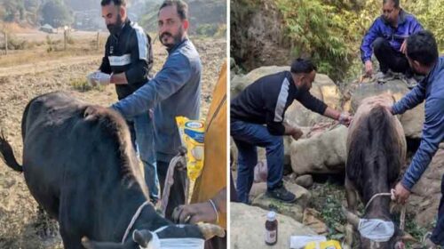 Himachal Crime News: शरारती तत्वों ने चार लावारिस बैलों को खाई में धकेला! ग्रामीणों ने बचाया Himachal Crime News: शरारती तत्वों ने चार लावारिस बैलों को खाई में धकेला! ग्रामीणों ने बचाया