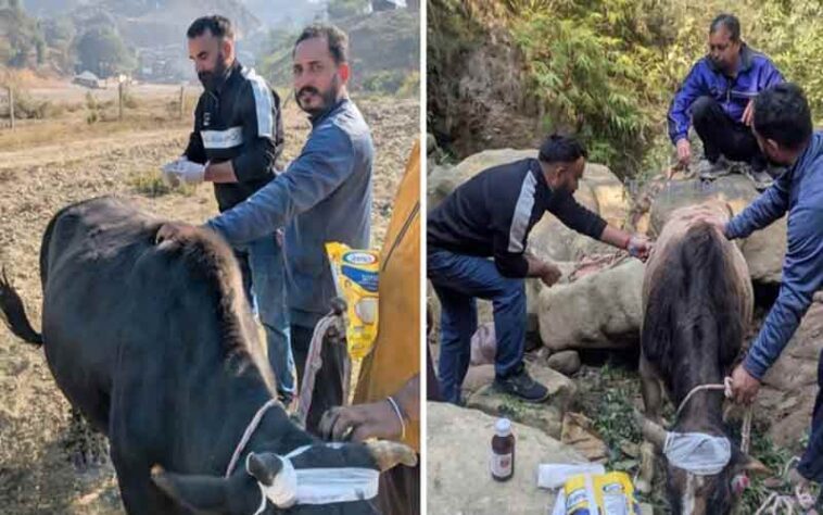 Himachal Crime News: शरारती तत्वों ने चार लावारिस बैलों को खाई में धकेला! ग्रामीणों ने बचाया