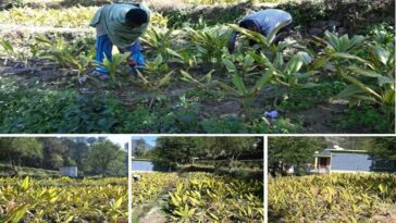 HP News: प्राकृतिक खेती ने बदली सुरेश कुमार की तकदीर! एक बीघा भूमि में उगाई हल्दी की फसल, 90 रुपये प्रतिकिलो दाम…