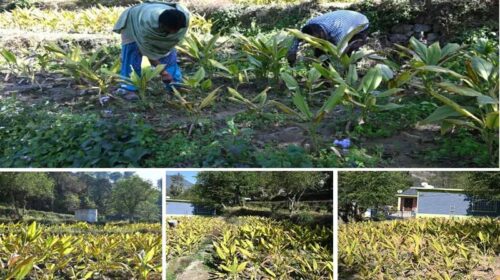 HP News: प्राकृतिक खेती ने बदली सुरेश कुमार की तकदीर! एक बीघा भूमि में उगाई हल्दी की फसल, 90 रुपये प्रतिकिलो दाम…