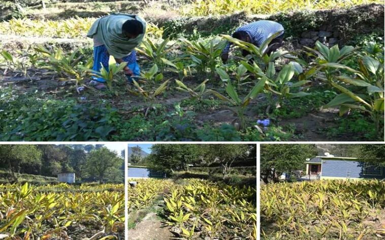 HP News: प्राकृतिक खेती ने बदली सुरेश कुमार की तकदीर! एक बीघा भूमि में उगाई हल्दी की फसल, 90 रुपये प्रतिकिलो दाम…