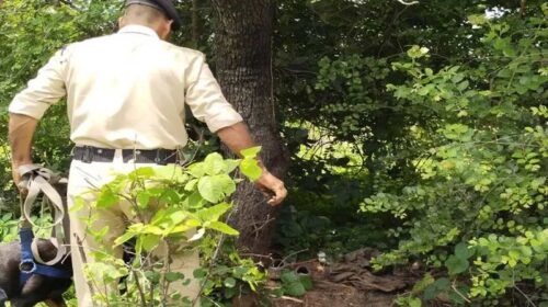 Sirmour News: जंगल में मिला नर कंकाल! क्षेत्र में फैली सनसनी, 4 महीने से लापता युवक का हो सकता है कंकाल