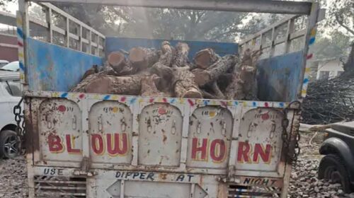 Himachal Crime News: हिमाचल में पकड़ी खैर की लकड़ी से लदी पिकअप! 27 लॉग बरामद, हिरासत में लिया चालक