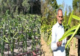 HP News: ड्रैगन फ्रूट की खेती से मिसाल बने प्रेम चन्द! पहले सीजन में ही 50 हजार से अधिक की कमाई