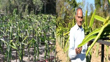 HP News: ड्रैगन फ्रूट की खेती से मिसाल बने प्रेम चन्द! पहले सीजन में ही 50 हजार से अधिक की कमाई