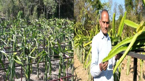 HP News: ड्रैगन फ्रूट की खेती से मिसाल बने प्रेम चन्द! पहले सीजन में ही 50 हजार से अधिक की कमाई