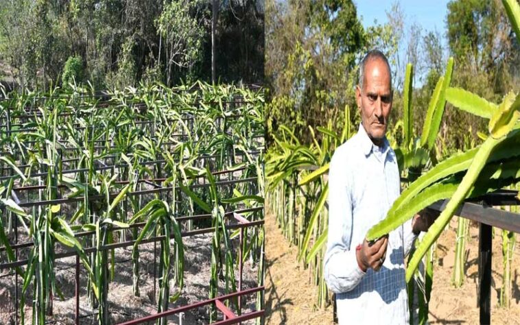 HP News: ड्रैगन फ्रूट की खेती से मिसाल बने प्रेम चन्द! पहले सीजन में ही 50 हजार से अधिक की कमाई