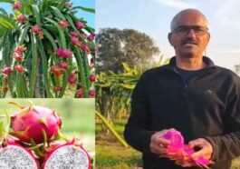 HP News: सेवानिवृत्त अध्यापक ने रची सफलता की नई इबारत! ड्रैगन फ्रूट की उपज में कमाया नाम, इस साल कमाए 7 लाख