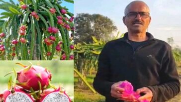HP News: सेवानिवृत्त अध्यापक ने रची सफलता की नई इबारत! ड्रैगन फ्रूट की उपज में कमाया नाम, इस साल कमाए 7 लाख