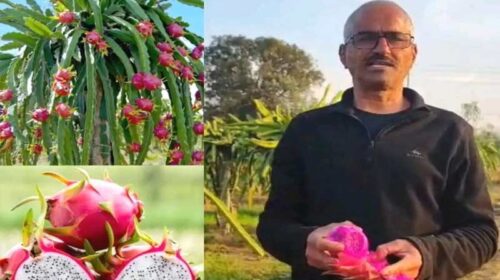 HP News: सेवानिवृत्त अध्यापक ने रची सफलता की नई इबारत! ड्रैगन फ्रूट की उपज में कमाया नाम, इस साल कमाए 7 लाख