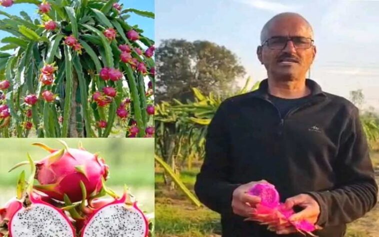 HP News: सेवानिवृत्त अध्यापक ने रची सफलता की नई इबारत! ड्रैगन फ्रूट की उपज में कमाया नाम, इस साल कमाए 7 लाख