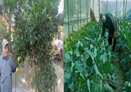 Success Story: प्राकृतिक खेती ने बदल दी अमर सिंह की जिंदगी! बाजार में बेच रहे एक लाख रुपये तक की सब्जी