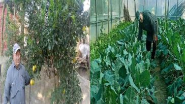 Success Story: प्राकृतिक खेती ने बदल दी अमर सिंह की जिंदगी! बाजार में बेच रहे एक लाख रुपये तक की सब्जी