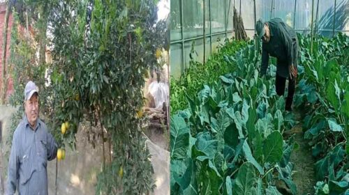 Success Story: प्राकृतिक खेती ने बदल दी अमर सिंह की जिंदगी! बाजार में बेच रहे एक लाख रुपये तक की सब्जी Success Story: प्राकृतिक खेती ने बदल दी अमर सिंह की जिंदगी! बाजार में बेच रहे एक लाख रुपये तक की सब्जी