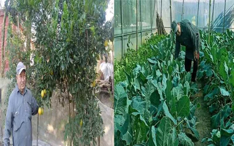 Success Story: प्राकृतिक खेती ने बदल दी अमर सिंह की जिंदगी! बाजार में बेच रहे एक लाख रुपये तक की सब्जी Success Story: प्राकृतिक खेती ने बदल दी अमर सिंह की जिंदगी! बाजार में बेच रहे एक लाख रुपये तक की सब्जी