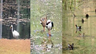 Sirmour News: मेहमान परिंदों की अठखेलियों से गुलजार हुई श्रीरेणुका जी झील! अब तक पहुंचे सैंकड़ों पक्षी