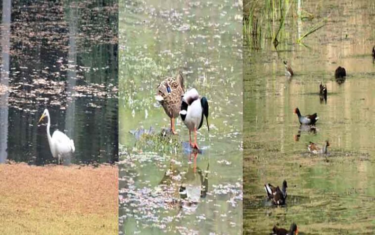 Sirmour News: मेहमान परिंदों की अठखेलियों से गुलजार हुई श्रीरेणुका जी झील! अब तक पहुंचे सैंकड़ों पक्षी Sirmour News: मेहमान परिंदों की अठखेलियों से गुलजार हुई श्रीरेणुका जी झील! अब तक पहुंचे सैंकड़ों पक्षी