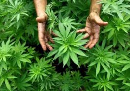 HP News: औषधीय गुणों से युक्त भांग के लिए जाना जाएगा हिमाचल! ‘ग्रीन टू गोल्ड’ पहल से बढ़ेगी किसानों की आमदनी