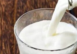 Himachal Latest News: जब गाय का दूध पीने से 17 अध्यापक और बीएड प्रशिक्षुओं की बिगड़ गई तबियत! जानिए पूरा मामला