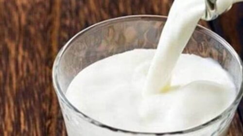 Himachal Latest News: जब गाय का दूध पीने से 17 अध्यापक और बीएड प्रशिक्षुओं की बिगड़ गई तबियत! जानिए पूरा मामला