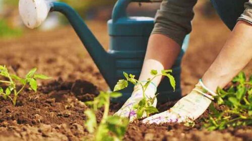 HP News: शरद ऋतु की पहली बारिश बागवानी के लिए लाभदायक! नए पौधारोपण के लिए भी है उपयुक्त समय