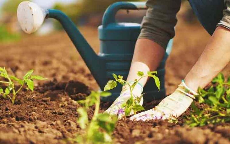 HP News: शरद ऋतु की पहली बारिश बागवानी के लिए लाभदायक! नए पौधारोपण के लिए भी है उपयुक्त समय