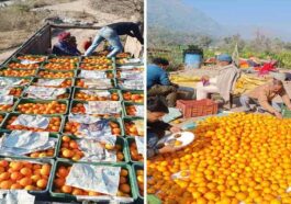 HP News: हिमाचल के स्वीट ऑरेंज ने रचा संगठित विपणन का नया इतिहास! फ्रूट कंपनी पहुंचाई 140 क्विंटल खेप