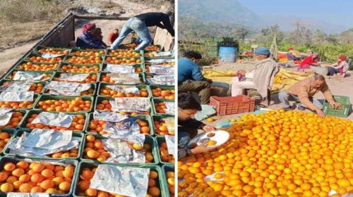 HP News: हिमाचल के स्वीट ऑरेंज ने रचा संगठित विपणन का नया इतिहास! फ्रूट कंपनी पहुंचाई 140 क्विंटल खेप