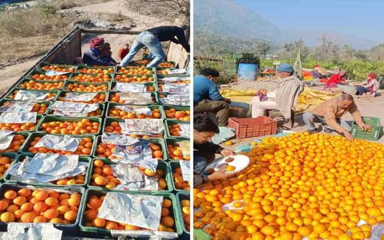 HP News: हिमाचल के स्वीट ऑरेंज ने रचा संगठित विपणन का नया इतिहास! फ्रूट कंपनी पहुंचाई 140 क्विंटल खेप