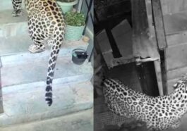 Himachal Latest News: शिकार की तलाश में मकान के भीतर घुसा तेंदुआ! सीढ़ियों से चढ़कर दूसरी मंजिल तक पहुंचा