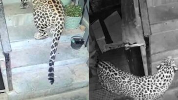 Himachal Latest News: शिकार की तलाश में मकान के भीतर घुसा तेंदुआ! सीढ़ियों से चढ़कर दूसरी मंजिल तक पहुंचा