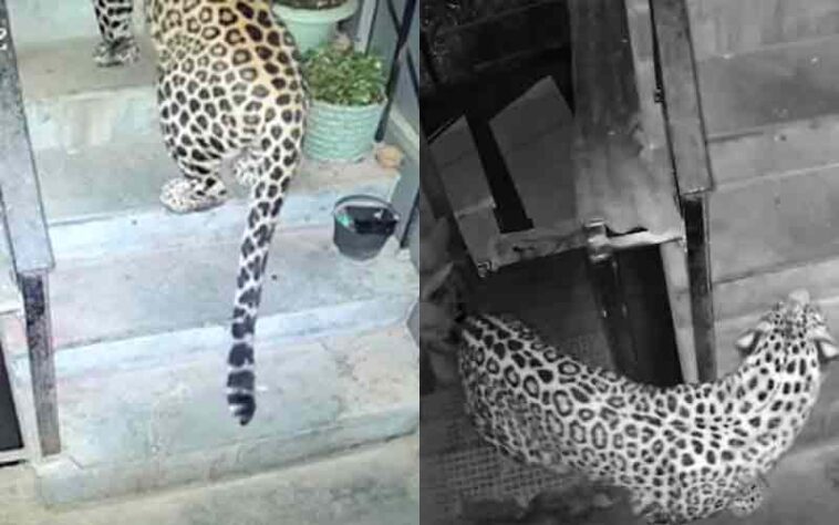 Himachal Latest News: शिकार की तलाश में मकान के भीतर घुसा तेंदुआ! सीढ़ियों से चढ़कर दूसरी मंजिल तक पहुंचा