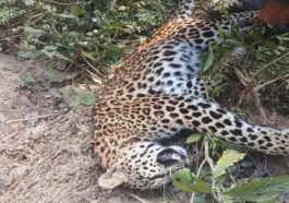 Himachal News Alert: पुल के नीचे मिला तेंदुए का शव! क्षेत्र में दहशत का माहौल, यह जताई जा रही आशंका