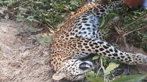 Himachal News Alert: पुल के नीचे मिला तेंदुए का शव! क्षेत्र में दहशत का माहौल, यह जताई जा रही आशंका