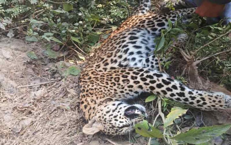 Himachal News Alert: पुल के नीचे मिला तेंदुए का शव! क्षेत्र में दहशत का माहौल, यह जताई जा रही आशंका