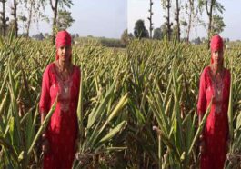 Sirmour News : पांवटा साहिब की तारावती ने शुरू की हल्दी की प्राकृतिक खेती! बढ़ाई अपनी आय