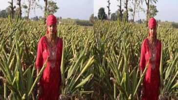 Sirmour News : पांवटा साहिब की तारावती ने शुरू की हल्दी की प्राकृतिक खेती! बढ़ाई अपनी आय