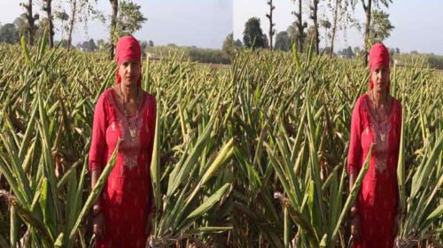 Sirmour News : पांवटा साहिब की तारावती ने शुरू की हल्दी की प्राकृतिक खेती! बढ़ाई अपनी आय