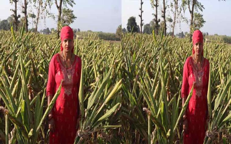 Sirmour News : पांवटा साहिब की तारावती ने शुरू की हल्दी की प्राकृतिक खेती! बढ़ाई अपनी आय