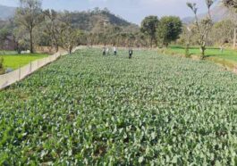 HP News: हिमाचल के इस गांव में पहली बार गोभी के बीज उत्पादन की शुरुआत! किसानों ने 18 बीघा भूमि में लगाई फसल