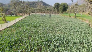 HP News: हिमाचल के इस गांव में पहली बार गोभी के बीज उत्पादन की शुरुआत! किसानों ने 18 बीघा भूमि में लगाई फसल