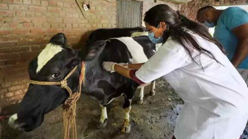 Himachal News Update: पशु मित्रों के 28 पदों पर भर्ती! 5 फरवरी तक करें आवेदन, एज लिमिट 45 साल Himachal News Update: पशु मित्रों के 28 पदों पर भर्ती! 5 फरवरी तक करें आवेदन, एज लिमिट 45 साल