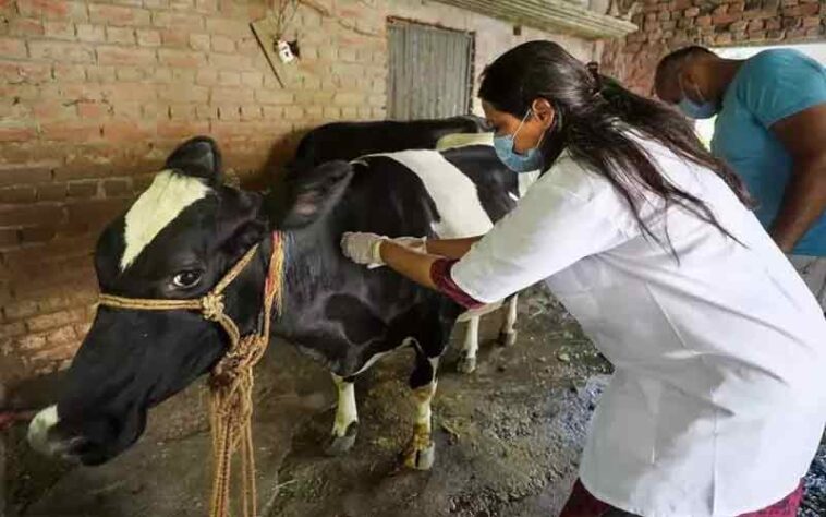 Himachal News Update: पशु मित्रों के 28 पदों पर भर्ती! 5 फरवरी तक करें आवेदन, एज लिमिट 45 साल