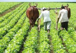 Himachal News: हिमाचल के सभी किसानों-बागवानों के लिए फार्मर आईडी बनवाना हुआ अनिवार्य