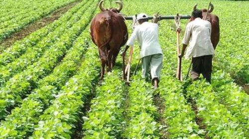 Himachal News: हिमाचल के सभी किसानों-बागवानों के लिए फार्मर आईडी बनवाना हुआ अनिवार्य