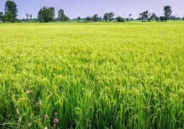 HP News: अब डिजिटल सर्वे के माध्यम से होगी खेतों में फसलों की गिरदावरी! घर-घर पहुंचेंगे सर्वे कर्मी