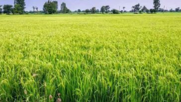 HP News: अब डिजिटल सर्वे के माध्यम से होगी खेतों में फसलों की गिरदावरी! घर-घर पहुंचेंगे सर्वे कर्मी