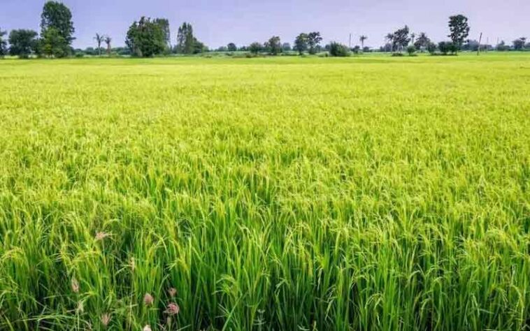 HP News: अब डिजिटल सर्वे के माध्यम से होगी खेतों में फसलों की गिरदावरी! घर-घर पहुंचेंगे सर्वे कर्मी